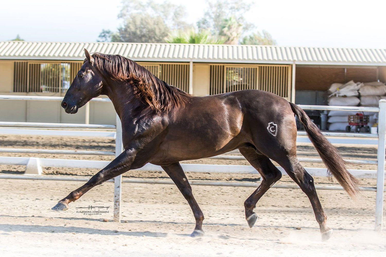 Horse Breeding Services in Ontario California - Placeres del Oro Ranch